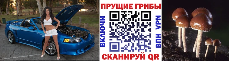Галлюциногенные грибы Magic Shrooms  Купить  Кизилюрт 